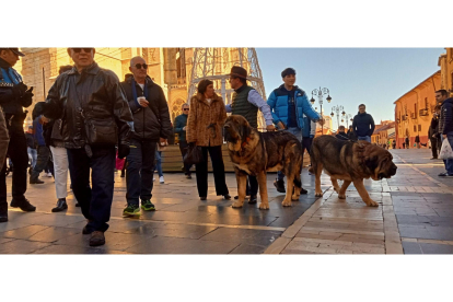 Mastines de paseo por el centro de León. J. NOTARIO