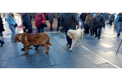 Mastines de paseo por el centro de León. J. NOTARIO