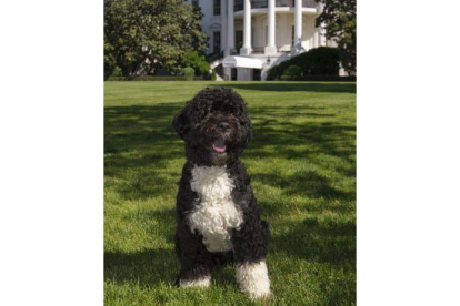 'Bo', la mascota de la familia Obama.