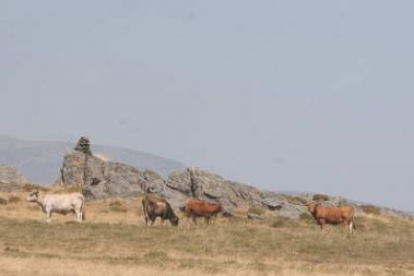 En la imagen de archivo, un rebaño de vacas pasta en los montes entre Encinedo y Benuza.