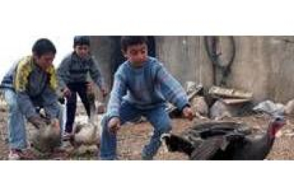 Tres niños tratan de coger unos pavos en una granja