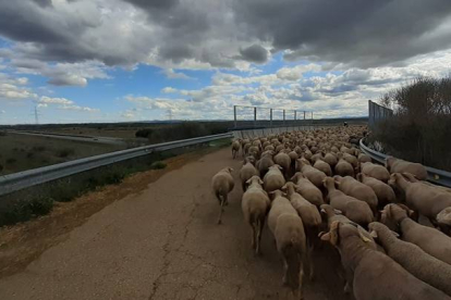 Las ovejas camino de la carretera de La Magdalena. DL