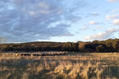 Imagen del rebaño de ovejas de La Supía. DL