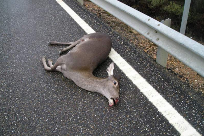 El corzo, el jabalí y el ciervo son los principales causante de accidentes en Castilla y León.