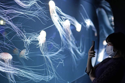 Una mujer hace fotos a las medusas que brillan de manera natural.  FRANCK ROBICHON