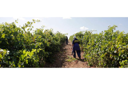 Los viticultores estiman que mucha uva no compensa recogerla, por lo que se da por perdida. SECUNDINO PÉREZ