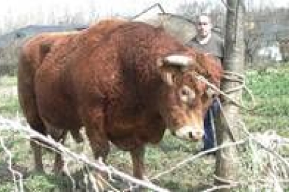 El animal tuvo que ser sujetado a un árbol para que no se escapase de nuevo