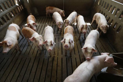 Cerdos en una explotación porcina de la provincia.