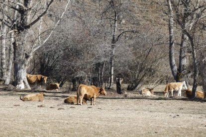 Imagen de un grupo de vacas en la comarca de Babia. MARCIANO PÉREZ