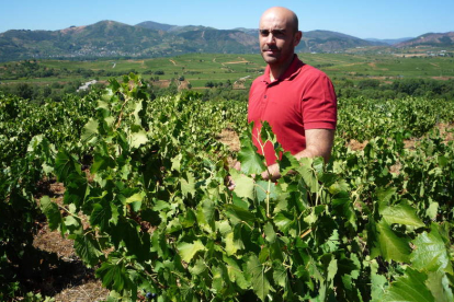 Enrique Prada, en una de sus viñas preferidas en el alto de Villadecanes, con el mejor Bierzo vitícola como fondo de escenario. B. FERNÁNDEZ