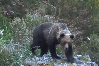 El oso pardo es objeto de estudio en el Alto Sil.