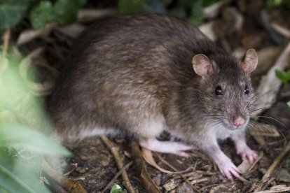Una de las ratas que se asoman al parque de la Ciutadella.