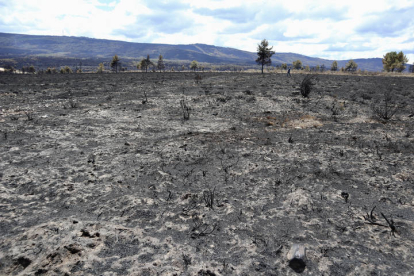 Destrucción provocada por el incendio forestal en la Sierra de la Culebra. MARIAN MONTESINOS