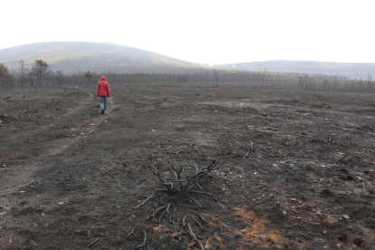 Una persona camina por el campo devastado por el incendio forestal en la Sierra de la Culebra. MARIAN MONTESINOS