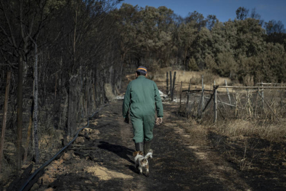 Una persona y su perro caminan por la superficie calcinada en el incendio forestal de la reserva de la Sierra de la Culebra. BRAIS LORENZO