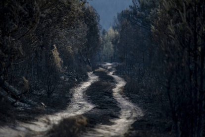 Vista general de la superficie calcinada en el incendio forestal de la reserva de la Sierra de la Culebra. BRAIS LORENZO