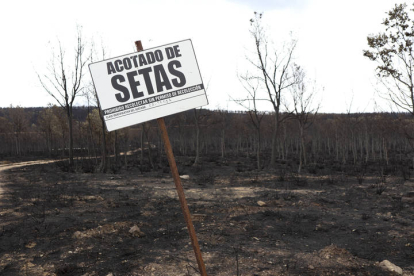 Vista de la zona afectada por el incendio forestal declarado en la Sierra de la Culebra, en la provincia de Zamora, que ha calcinado 30.800 hectáreas. MARIAN MONTESINOS