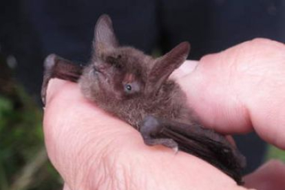 Un ejemplar de murciélago de oreja hendida o murciélago ratonero pardo encontrado en Posada.