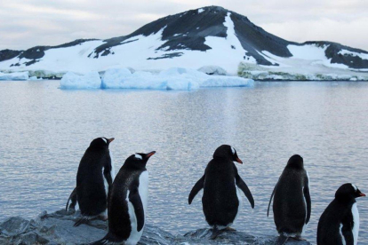 Pingüinos en la Antártida, en el 2017.