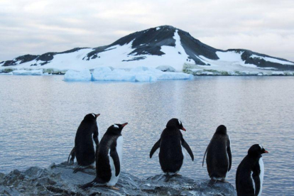 Los hechos sucedieron en la ciudad de Odense, donde la pareja de pingüinos del mismo sexo decidió quedarse con el pequeño polluelo a quien vieron “abandonado”.