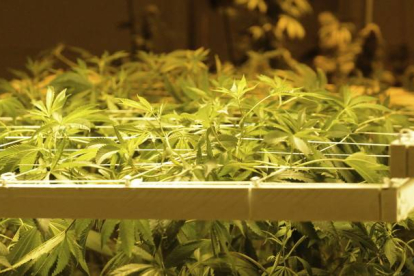 Plantación de marihuana en Denver (Colorado, EEUU), donde se vende de forma legal desde el 1 de enero pasado.