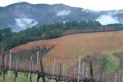 Aspecto de Las Lamas de Picón, donde la bodega posee viñedo ya consolidado y plantará más en una propiedad de 50 hectáreas.