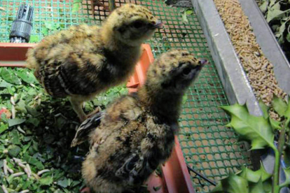 Pollos nacidos en el centro de Sobrescobio. DL