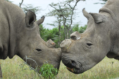 Las dos únicas hembras de rinoceronte blanco del norte en el mundo viven en el parque keniano Ol Pejeta.