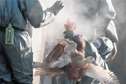 Trabajadores de una granja de Latrille recogen patos, el pasado enero, para proceder a sacrificarlos.