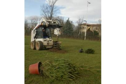 Las máquinas del Ayuntamiento hicieron posible la replantación de pinos