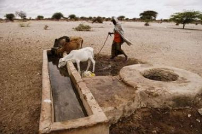 Un hombre da agua a su ganado en una fuente de Elhado, al noreste de Kenia.