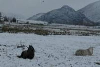 Unos caballos descansan entre la nieve, en las cercanías de Villafeliz