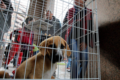 Un cachorro mira a la cámara, ayer en Lazúrtegui, a la espera de ser adoptado. ANA F. BARREDO