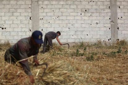 Recogida de la cosecha de trigo a las afueras de Damasco.
