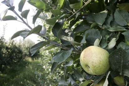 Las manzanas serán de buena calidad debido al buen tiempo durante la época de cosecha.