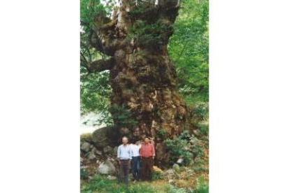 El árbol iba a ser destinado a embellecer salpicaderos de coches de lujo