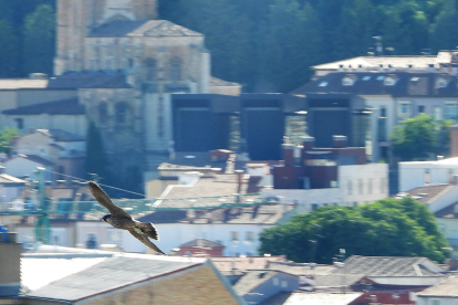 Fotografía de un halcón peregrino. EFE/ÁREA DE MEDIO AMBIENTE DEL AYUNTAMIENTO DE BURGOS