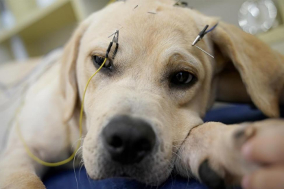 Un perro recibiendo tratamiento de acupuntura en el Centro TCM de Neurología y Acupunctura de Salud Animal, en Shangai (China).