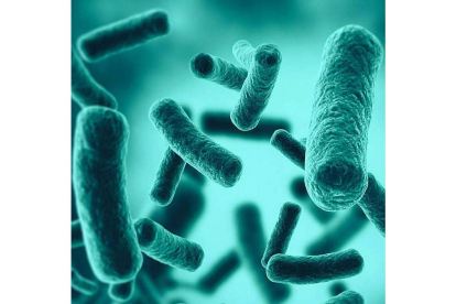 Las bacterias que viven en el intestino forman la microbiota natural de los seres vivos. jezper