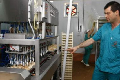 La máquina vacunadora puede tratar hasta 40.000 huevos por hora
