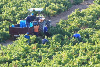 Cacabelos y Cabañas Raras suman 1.800 hectáreas de viñedos y 1.300 socios.