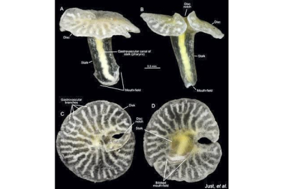Aparentemente relacionados con las medusas y los corales, los 'Dendrogramma enigmaticas' son pequeños animales parecidos a las setas, con una boca en el extremo del ‘tallo‘ y el otro extremo con la forma de un disco aplanado. Se encontraron en los fondos marinos de Point Hicks (Australia) a más de 1.000 metros de profundidad. Miden de 8 mm de largo y el disco superior apenas supera los 10 mm. JUST, ET AL.