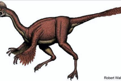 'Anzu wyliei', contemporáneo de los famosos Tiranosaurius rex o el Triceratops, es el dinosaurio más parecido a las aves que se conoce. Era omnívoro, vivía en llanuras inundadas y comía vegetales, pequeños animales y huevos. Anidaba e incubaba sus huevos hasta su eclosión, tenía los huesos huecos, plumas y un pico similar al de los actuales loros. La especie que medía unos 3,5 metros de largo y 1,5 de alto y pesaba entre 200 y 300 kilos, fue descubierta en un yacimiento de Dakota del Sur (EE.UU) donde se encontraron tres esqueletos. ROBERT WALTERS