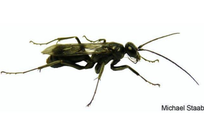 La avispa 'Deuteragenia ossarium', encontrada en la reserva natural de Gutinashan (China), mide unos 15 mm de longitud y construye nidos en tallos huecos que separa en varias secciones con paredes. En cada una de las secciones la avispa pone un huevo y deposita una araña que servirá de alimento a la cría. La última de las celdas del nido la llena con hormigas muertas que crean una barrera química para prevenir la presencia de depredadores. MICHAEL STAAB