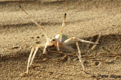 Encontrada en Marruecos, 'Cebrennus rechenbergies' una araña muy ágil que huye de sus depredadores con acrobacias. Al detectar alguna señal de peligro adopta primero una actitud amenazante pero, si no funciona esta estrategia, sale corriendo y da volteretas para acelerar su huida. Dado que vive en el desierto, donde no hay lugar para esconderse, los investigadores consideran que esta estrategia es la última baza del arácnido para librarse de sus depredadores. Su forma de actuar ya ha inspirado la creación de un robot que copia su forma de moverse. PETER JÄGER