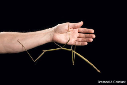 Aunque este nuevo insecto palo no es el más largo de mundo, pertenece a una familia conocida como palitos gigantes. Se conoce como Phryganistria tamdaoensis y tiene cerca de 23 cm de largo y es un maestro del camuflaje. Encontrado en el Parque Nacional de Tam Dao (Vietnam), ha pasado desapercibido durante años para los entomólogos que trabajan en la región. Este insecto palo gigante se puede observar en vivo en Bruselas, en el Royan Belgian Institute of Nature Sciences. El insecto palo más largo que se conoce es el Phobaeticus Chani que, con más de 56 cm, fue encontrado en Nueva Guinea. JONATHAN BRECKO