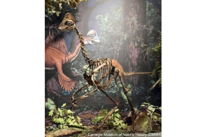 Contemporáneo de los famosos Tiranosaurius rex o el Triceratops, 'Anzu wyliei' es el dinosaurio más parecido a las aves que se conoce. Era omnívoro, vivía en llanuras inundadas y comía vegetales, pequeños animales y huevos. Anidaba e incubaba sus huevos hasta su eclosión, tenía los huesos huecos, plumas y un pico similar al de los actuales loros. La especie que medía unos 3,5 metros de largo y 1,5 de alto y pesaba entre 200 y 300 kilos, fue descubierta en un yacimiento de Dakota del Sur (EE.UU) donde se encontraron tres esqueletos. MARK A. KLINGLER / MUSEO CARNEGIE DE HISTORIA NATURAL