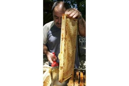 Un apicultor extrae un panal de miel de una colmena.