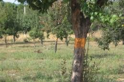 La imagen muestra árboles marcados en Quintana del Castillo al estar afectados por la plaga