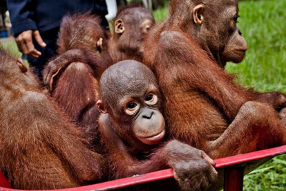 Crías de orangután, en un centro de conservación de Indonesia. El simio se halla en peligro de extinción en dos islas del país.